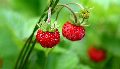 Wild Vs Garden Strawberries Which Should I Grow Hobby Farms