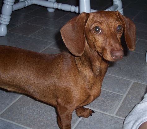 Dachshund Dog Breed Information Pictures And More