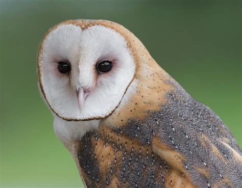 A Barn Owl In Pennsylvania Barn Owl Owl Owl Species