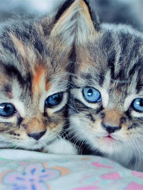 Cute Little Twins Kittens Cutest Cats Pretty Cats