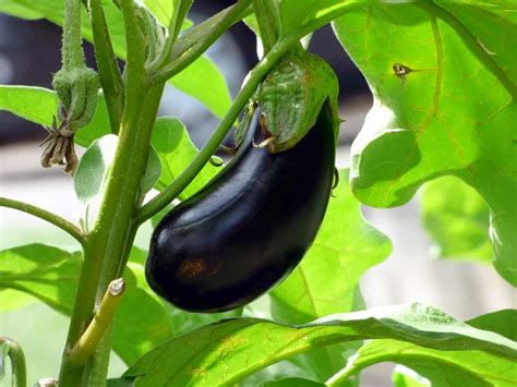 How To Start Eggplantbrinjal Farming In Malaysia Check How This Guide