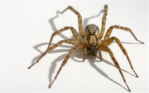 Common Indoor Spiders Pest Inspections Pest Patrol