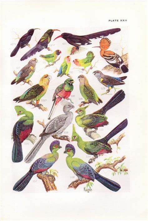 Vintage Bird Print South African Bird Bird Illustration Etsy Uk