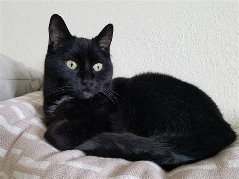Black Siamese Cat Kitten Best Cat Wallpaper