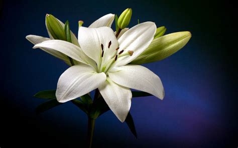 Beautiful White Lily Flower Hd Wallpaper