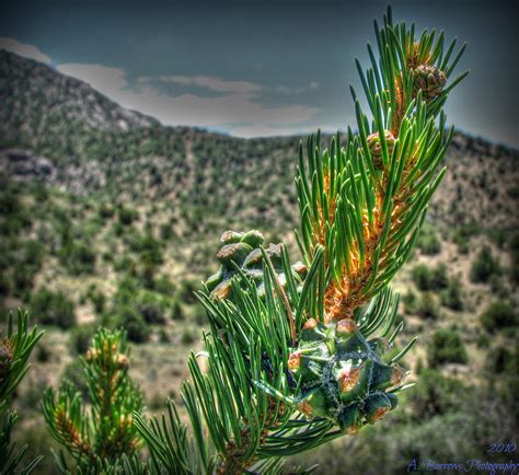 Young Pinon Cones And Needles Photograph By Aaron Burrows