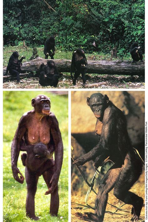 Bonobos Evidence The Whole Love Indoctrination Process Wtm Bonobo