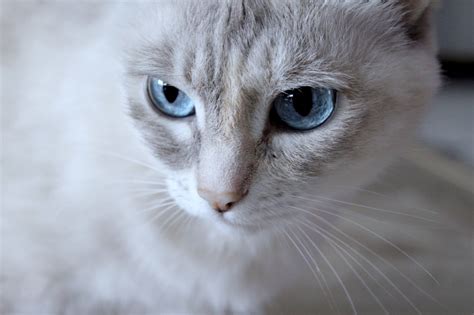 White Cat Flash With Blue Eyes Image Free Stock Photo Public Domain