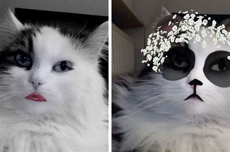 22 Pets Who Have Mastered Snapchat Cat And Dog Memes Animal