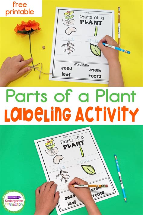 Parts Of A Plant For Kids Printable
