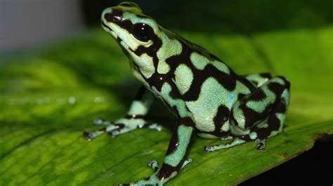 Frog Amphibian Poison Dart Frogs Wallpapers Hd Desktop And Mobile