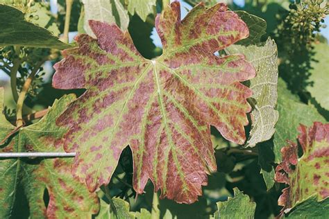 Grapevine Leafroll Associated Virus In Western Australian Vineyards