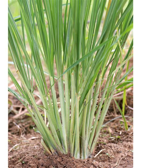 Lemongrass 8 Plants That Repel Bugs Real Simple