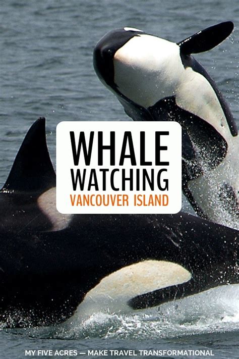 Whale Watching Nanaimo Spending A Day With Bcs Killer Whales