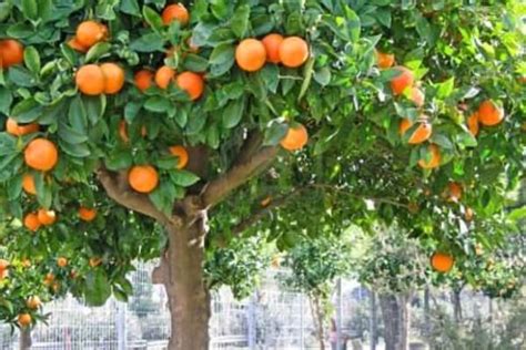 Cómo Es El Naranjo Citrus X Sinensis Características