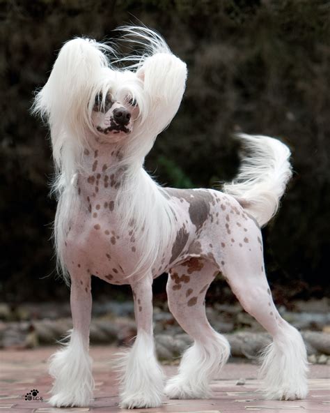 Tell Me How You All Would Take This Dogi Home 💘 Chinese Crested