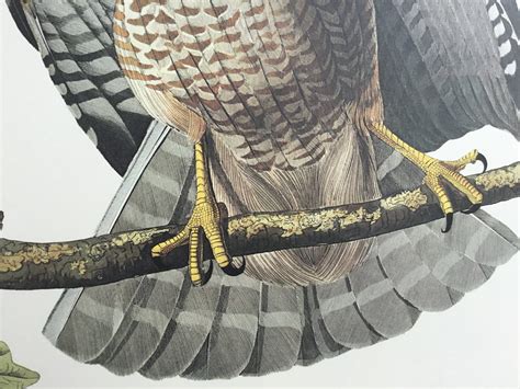 red shouldered hawk audubon print princeton audubon the world s only princeton audubon prints