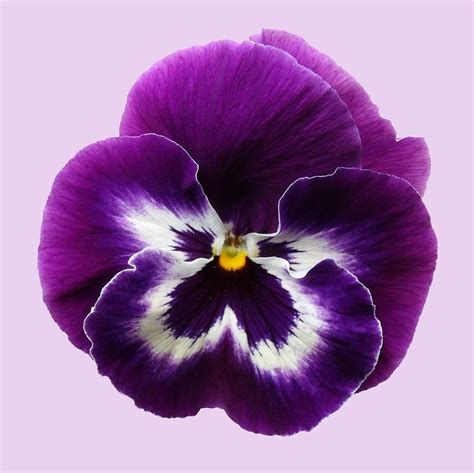 Purple Pansy Dark Purple Flower Image 26104