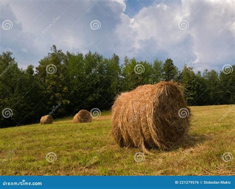 Rural Landscape With Hay Stacks Field With Roll Bales Near Forest