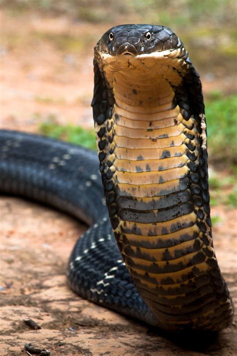 King Cobra Ophiophagus Hannah 14 Benjamin Michael Marshall Flickr