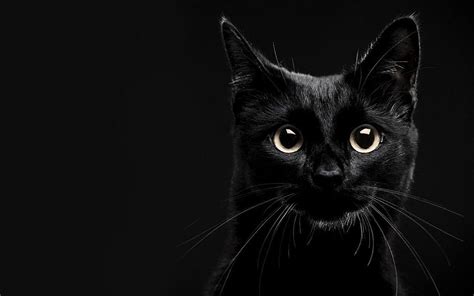 Black Cat Desktop Wallpapers Top Free Black Cat Desktop Backgrounds Wallpaperaccess