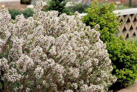 15 Blooming Evergreen Shrubs That Will Add Instant Color To Your Garden