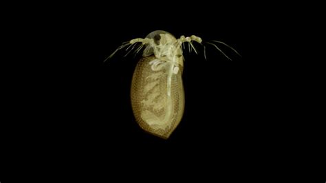 Animated Daphnia 3d Model By Mieke Roth Miekeroth Cbed6e8