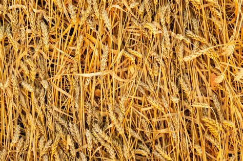 Wheat Field Rich Harvest Grain Ears Golden Rye Background Stock