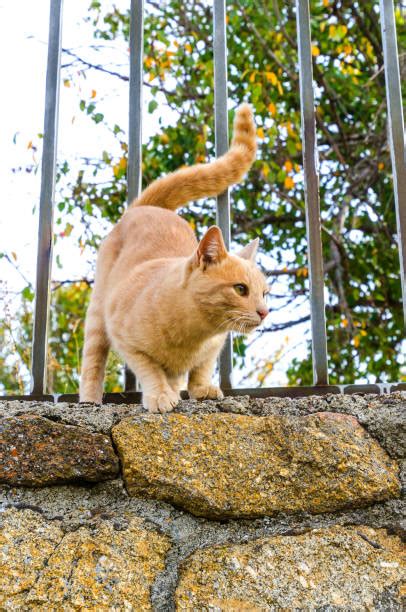 Orange Cat Jump Stock Photos Pictures And Royalty Free Images Istock