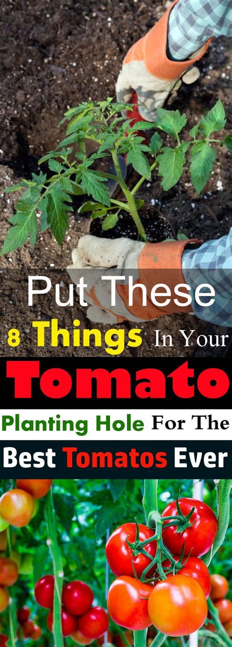 5 Secrets Of A High Yield Gardening Veg Garden Tomato