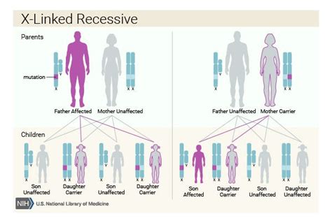 A chromosome is a long dna molecule with part or all of the genetic material of an organism. Why are more men than women colorblind? - Business Insider