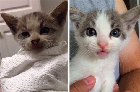 This Woman Saved A Kitten That Ran Under A Truck Activly