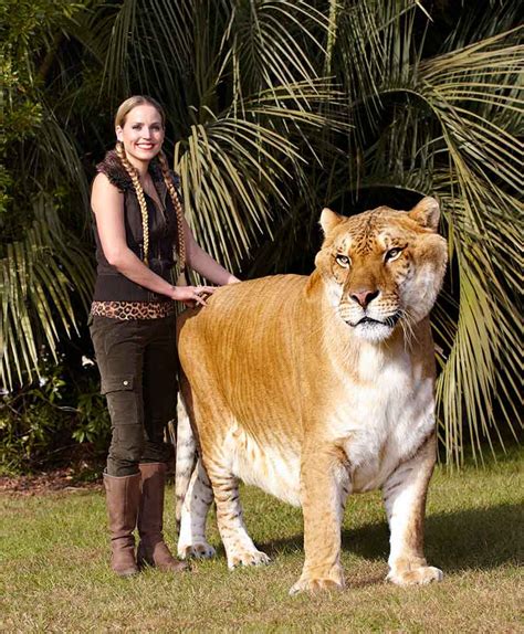 Largest Living Cat Guinness World Records