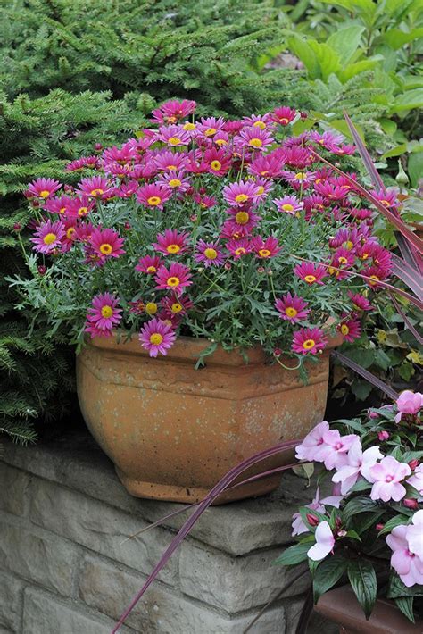 We did not find results for: Argyranthemum Frutescens-Ryhmä - tarhamarketta | Container ...