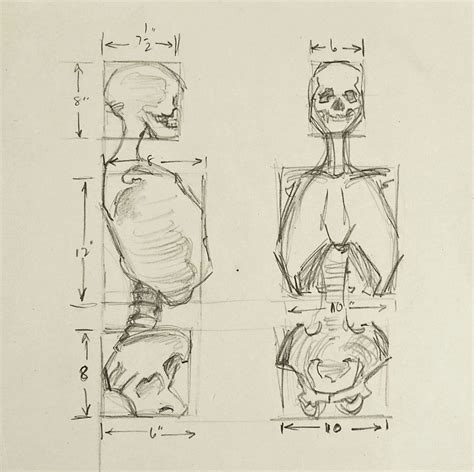Anatomy Skeleton Study Drawing アートリファレンス 三面図 スケッチ