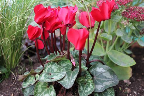Je wärmer es steht, desto heller sollte es auch positioniert sein. Alpenveilchen im Garten: Pflanzung und Pflege ...