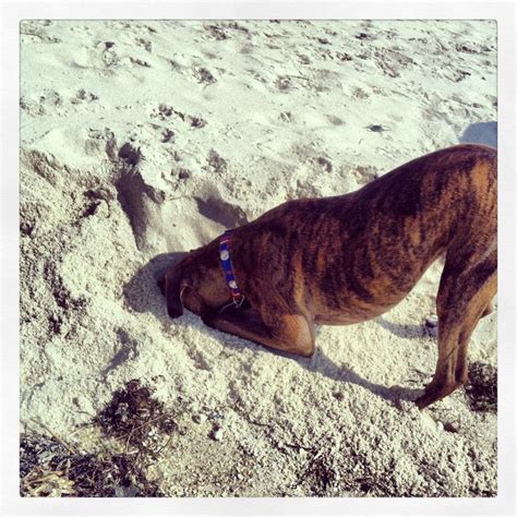 My Boxer Loves To Dig In The Sand Hunde