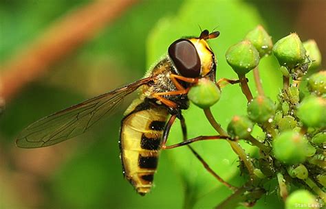 Photo Gallery Seven Surprising Pollinators The National Wildlife