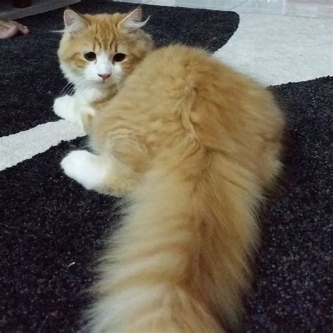 Maine Coon Persian Kitten Sold 10 Years 5 Months Handsome Mix