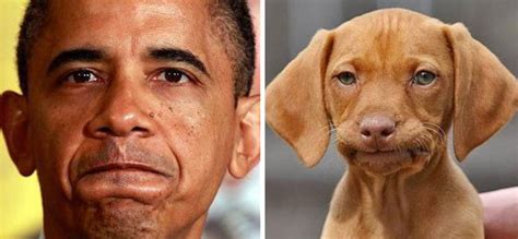 This Twitter Finds Peoples Dog Doppelgängers And Its