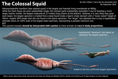 Giant And Colossal Squid Sizes Compared To Human R Natureisfuckinglit My Xxx Hot Girl