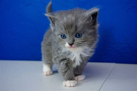 Navigate to the first search result item. Ragdoll Kittens for Sale Near Me | Buy Ragdoll Kitten ...