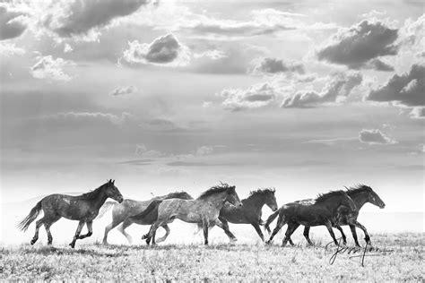 Black And White Horse Running Photography