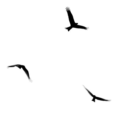 Stock Pictures Silhouettes Of Birds In Flight