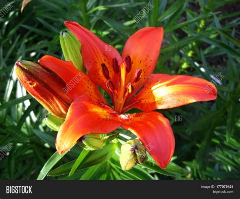 Orange Lily Flowers Bloom Spring Image And Photo Bigstock