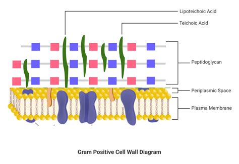 Gram Positive Cell Wall Sciencetopia