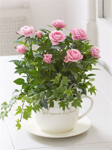 Could Place Miniture Rose In Pot In Cup Then Add Greenery Plants