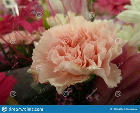 Light Peach And Pink Color Fresh Carnation Bouquet Close Up Stock Photo