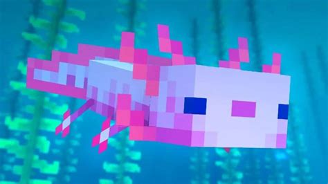 What Do Axolotls Eat In Minecraft Mobile Forum