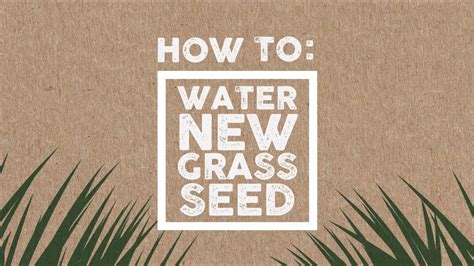 New lawns should be aerated more often as they have a less matured. How To: Water New Grass Seed - YouTube
